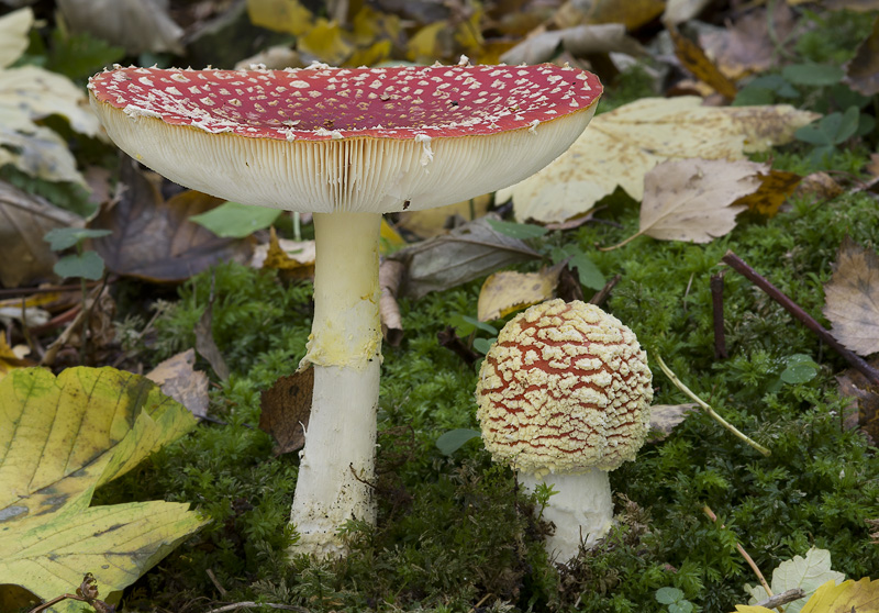 Amanita muscaria